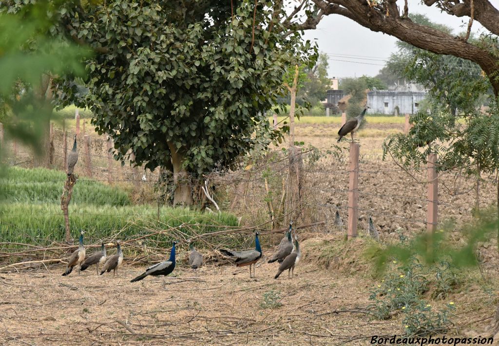 En 1963, le paon a été déclaré «oiseau national de l'Inde» en raison du riche patrimoine religieux qui s'y attache. Il l'est aussi pour  son implication dans les traditions indiennes. Symbole d'immortalité, il fut mis à l'honneur par le Dieu Krishna, qui en fit son vâhana (véhicule) et  quelques plumes ornèrent sa coiffe.