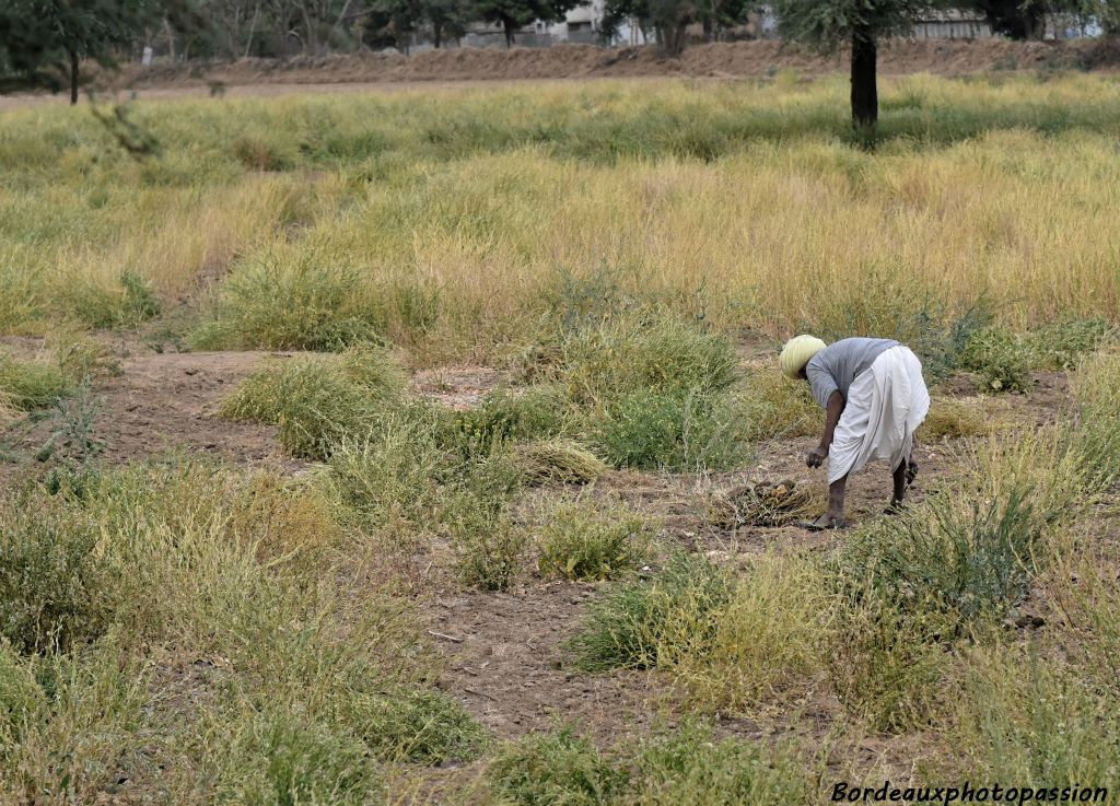 En cette fin d'hiver, la moutarde va être récoltée dans beaucoup de champs du Rajasthan.