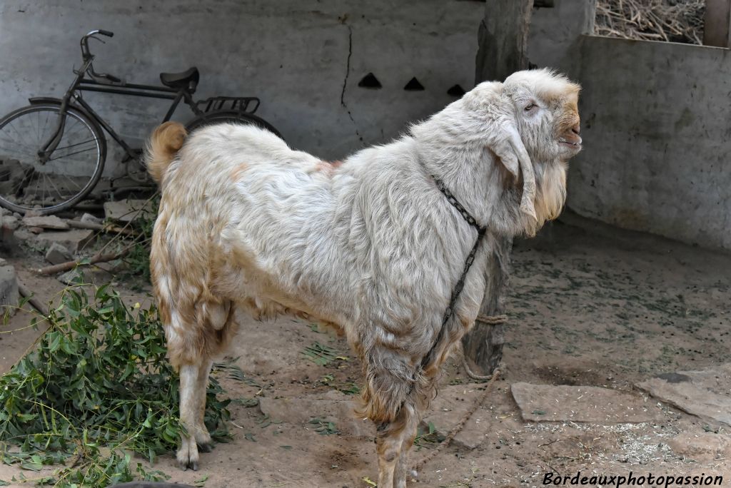 Arrêt chez un éleveur... le bouc a une drôle de tête !