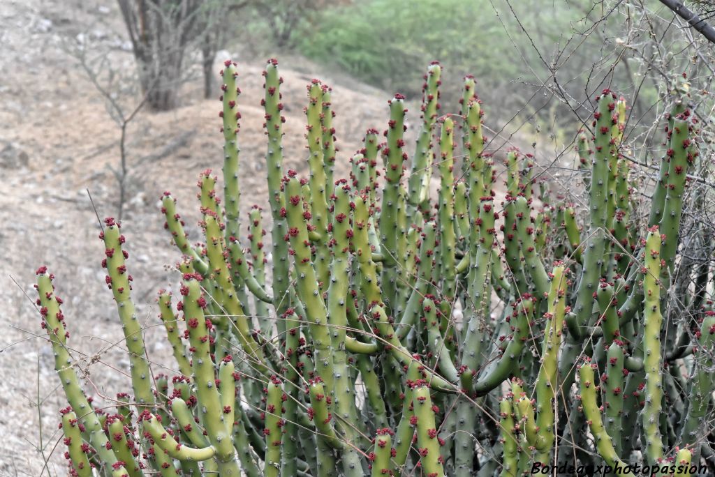 Dans la campagne, le grand cactus est fleuri.