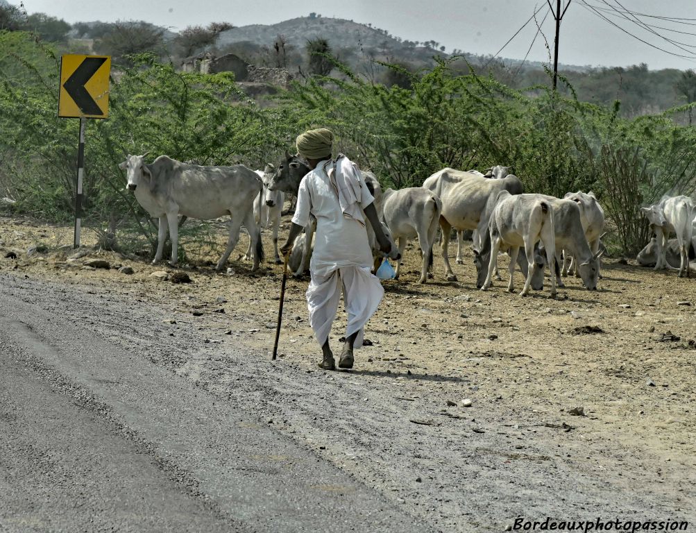 Les vaches peuvent être en troupeau avec un paysan qui va les faire paître là où il peut.