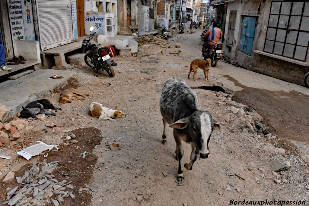 Se promener en ville au milieu des chiens errants, ce n'est pas un problème.