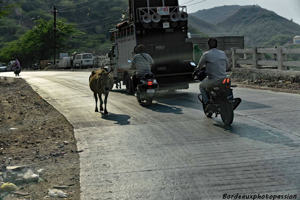 Enn Inde, les automobilistes roulent à gauche mais la vache a le doit de rouler à contre-sens.