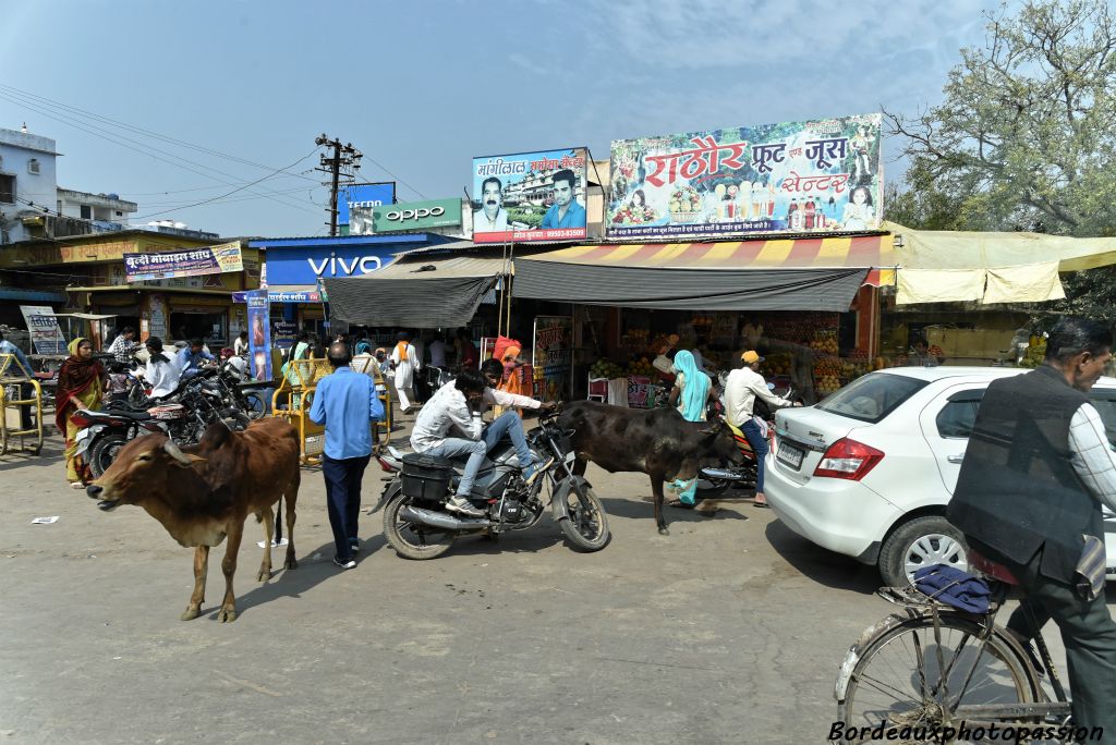 En ville, la vache est à l'aise.