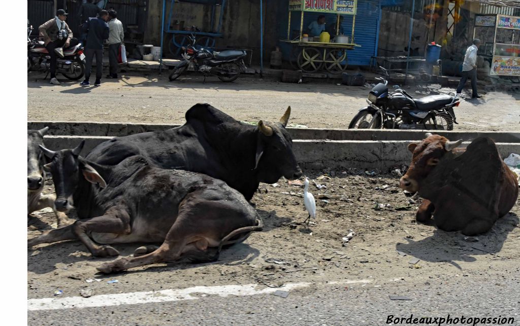 La vache peut dialoguer avec une aigrette comme ici. Elles doivent savourer le fait d'être un animal en Inde certainement.