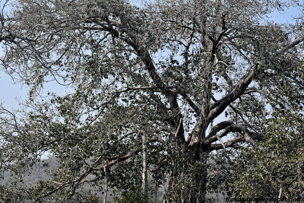 Un banyan. Le nom vient de l'Inde où les premiers voyageurs observèrent que l'ombre de cet arbre était fréquentée par les Banias ou commerçants indiens