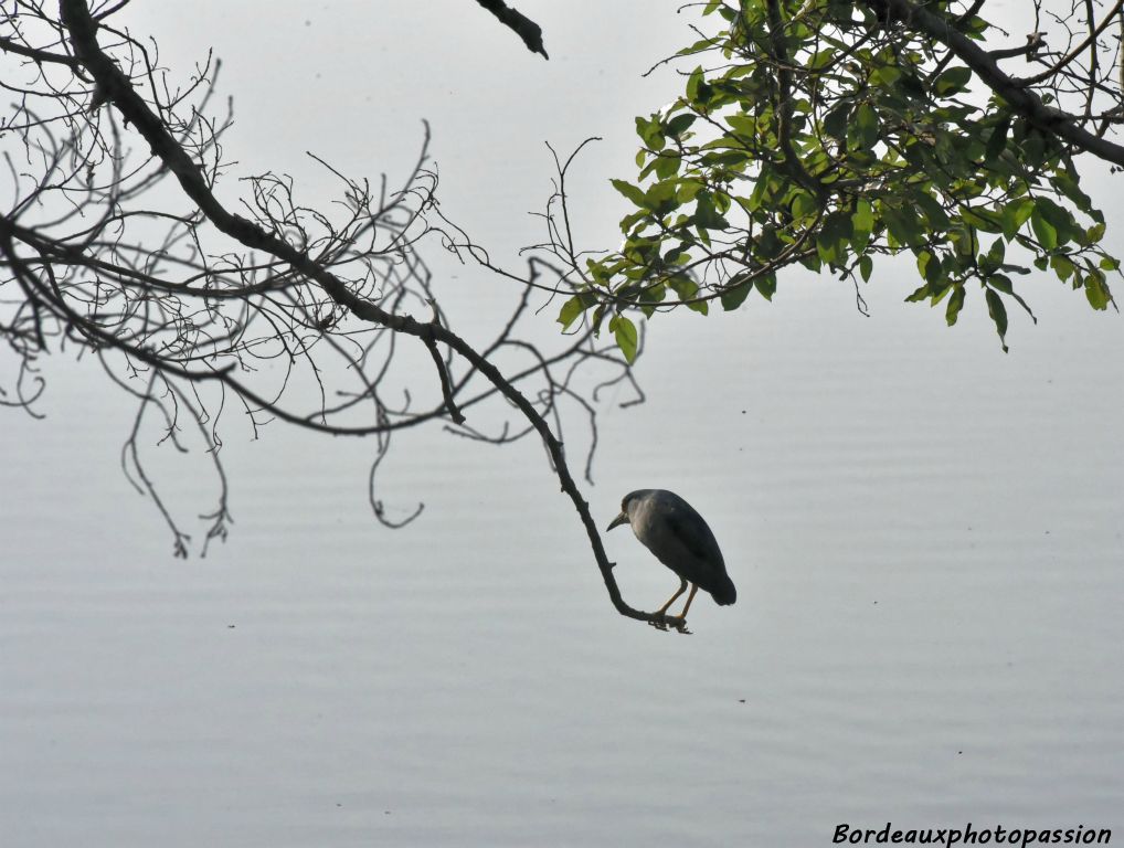 Premier oiseau...