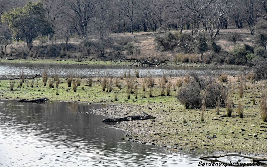 Premiers crocodiles se dorant au soleil.