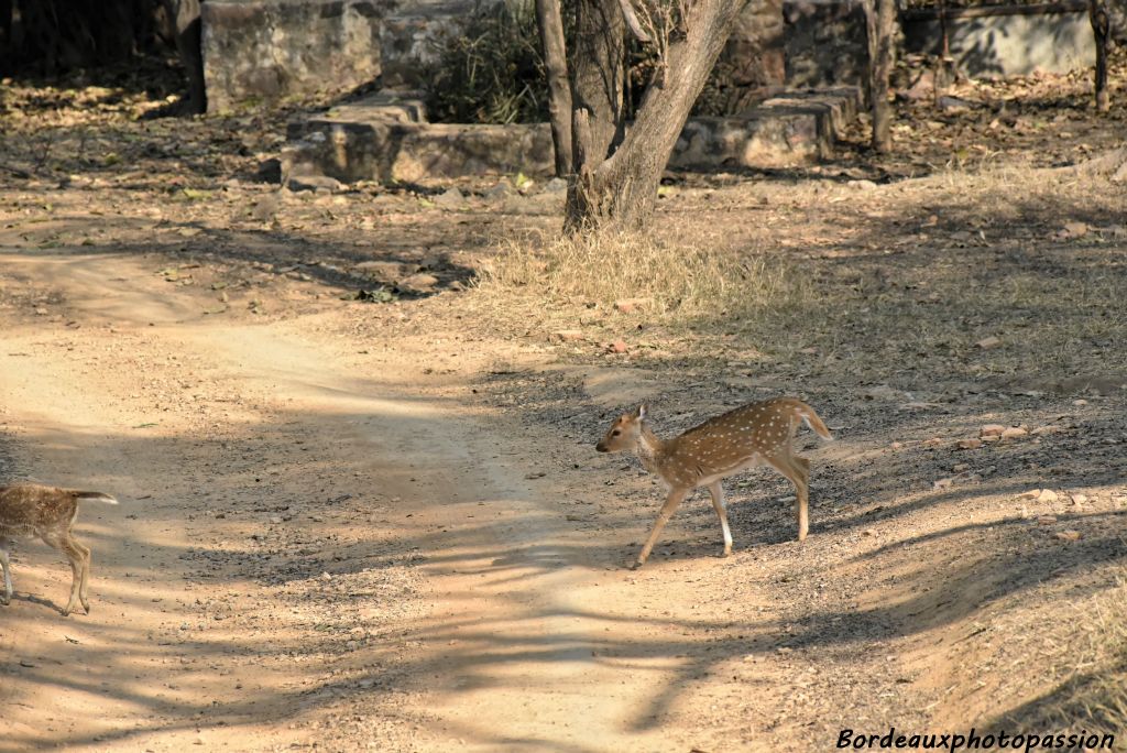 Jeune faon chital traversant tranquillement  notre chemin.