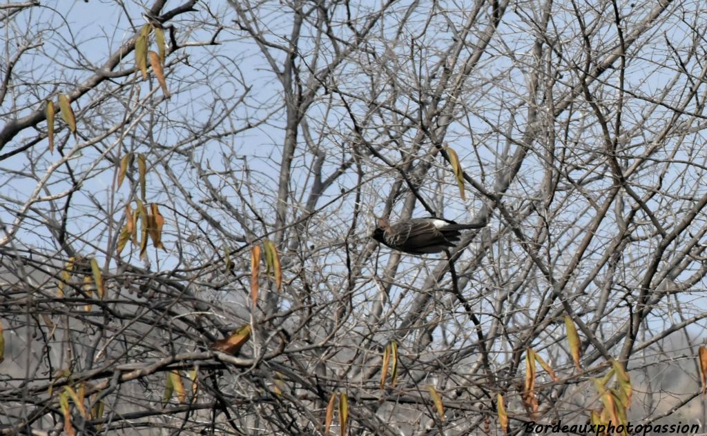 Oiseau en vol mais pour aller où ?