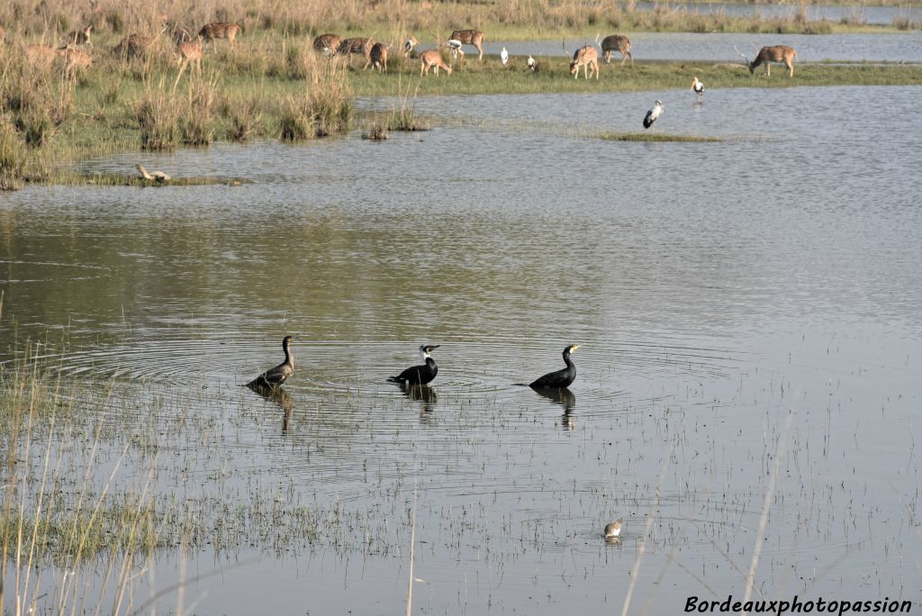 Trois cormorans au bain.