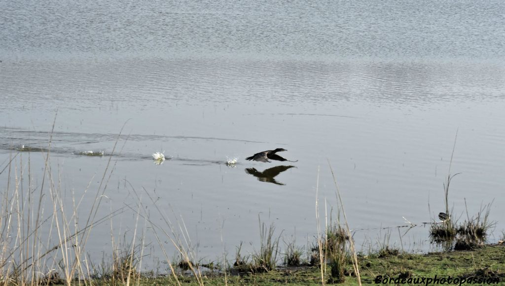 L'envol d'un cormoran.