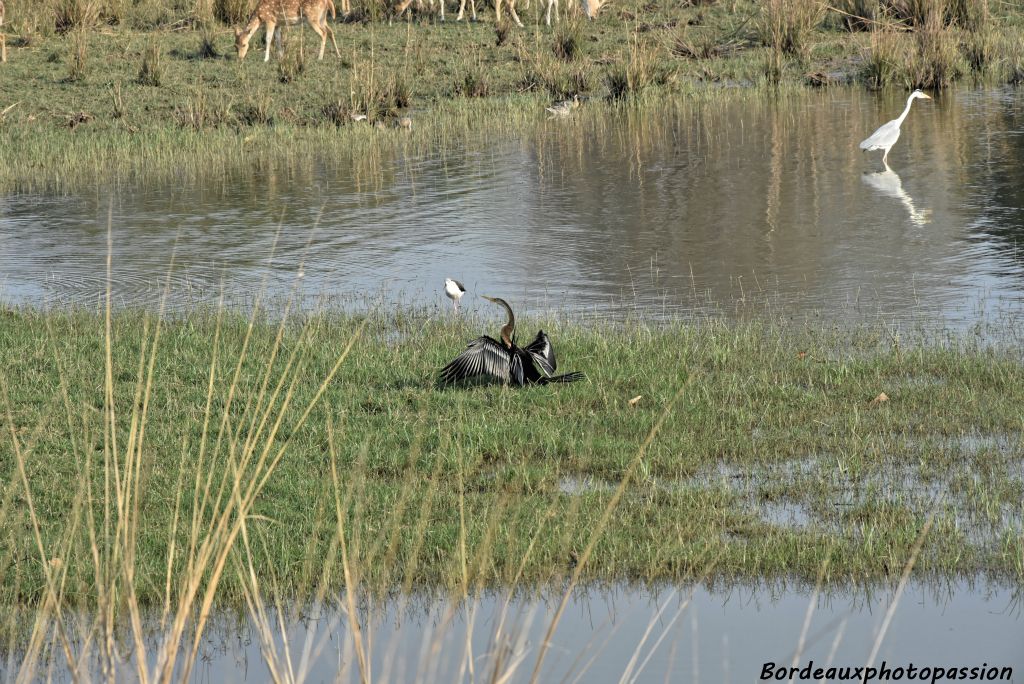 Le cormoran n'ayant pas graisse sur ses plumes comme les canards par exemple, est obligé de faire sécher ses plumes au soleil. Cela prend du temps !