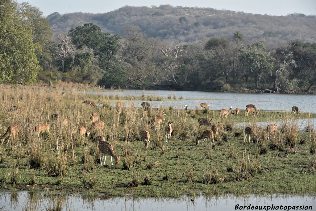 Dans ce parc, de nombreux points d'eau rassemblent  une variété d'espèces animales.