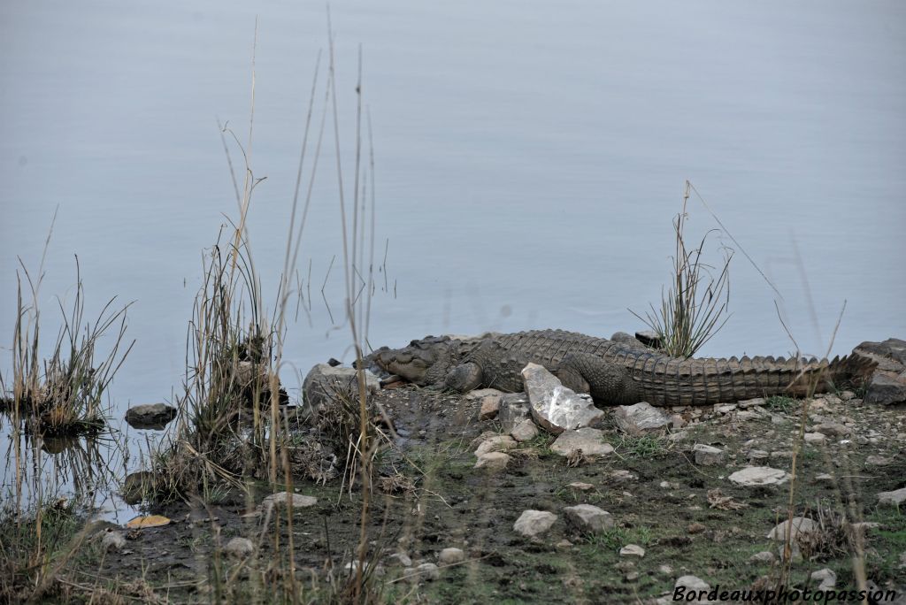 Crocodile en train de réfléchir à petit-déjeuner. Quelle proie ce sera ce matin ?