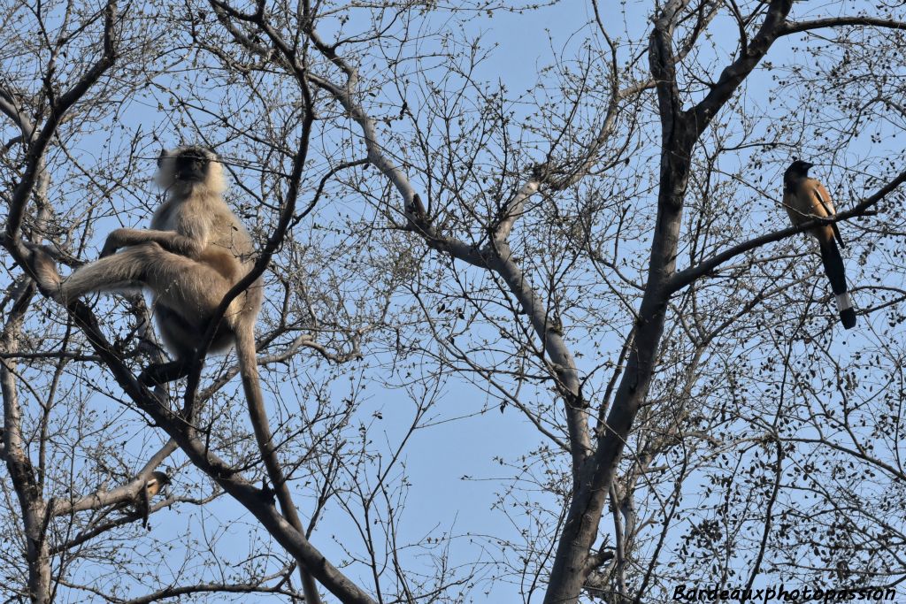 Les arbres ne sont pas réservés uniquement qu'aux oiseaux !