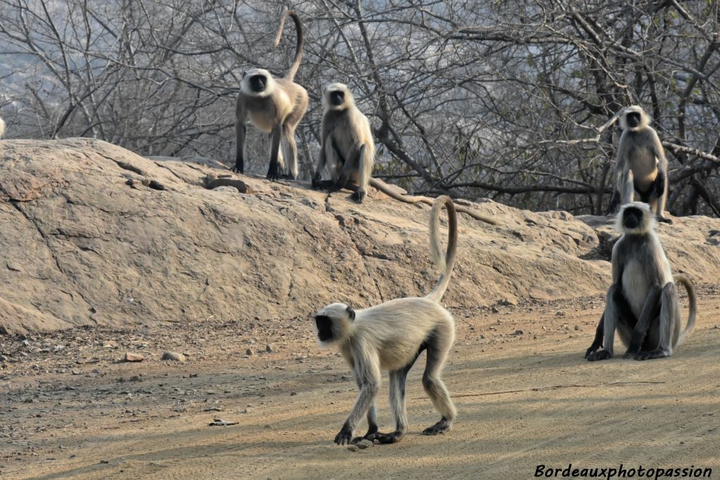 Singes entelles. Ils sont arboricoles et mangeur de feuilles.