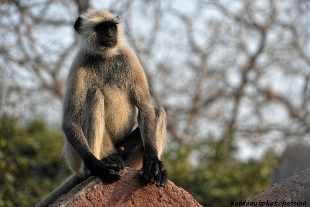 Certains Hindous laissent ces animaux sacrés partager leur pique-nique ou se servir dans leurs jardins. 