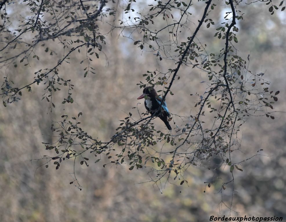 Variété de martin-pêcheur ? Une des 262 variétés d'oiseaux recencées dans ce parc.