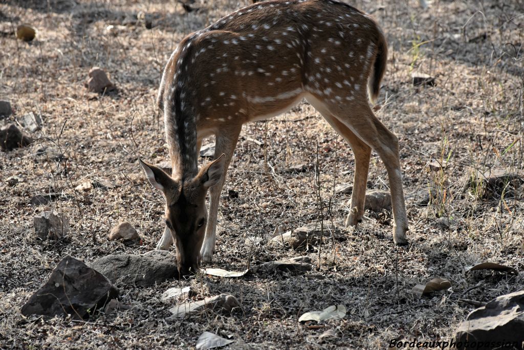  Le nom "chital" vient de l'hindi cītal, issu du sanskrit citrala voulant dire "avec des taches"