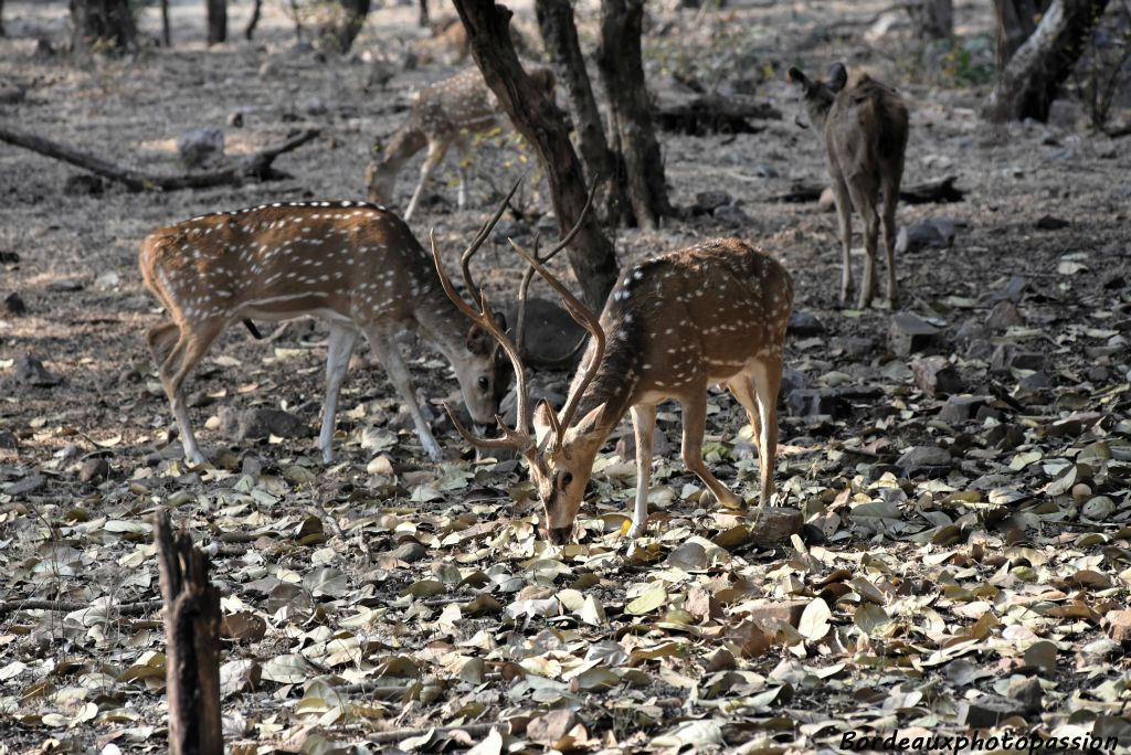 Les bois des cerfs axis (ou chitals) sont fins et mesurent de 50 à 90 cm selon les individus. Ils sont peu ramifiés. Ils peuvent tomber à n'importe quelle saison.