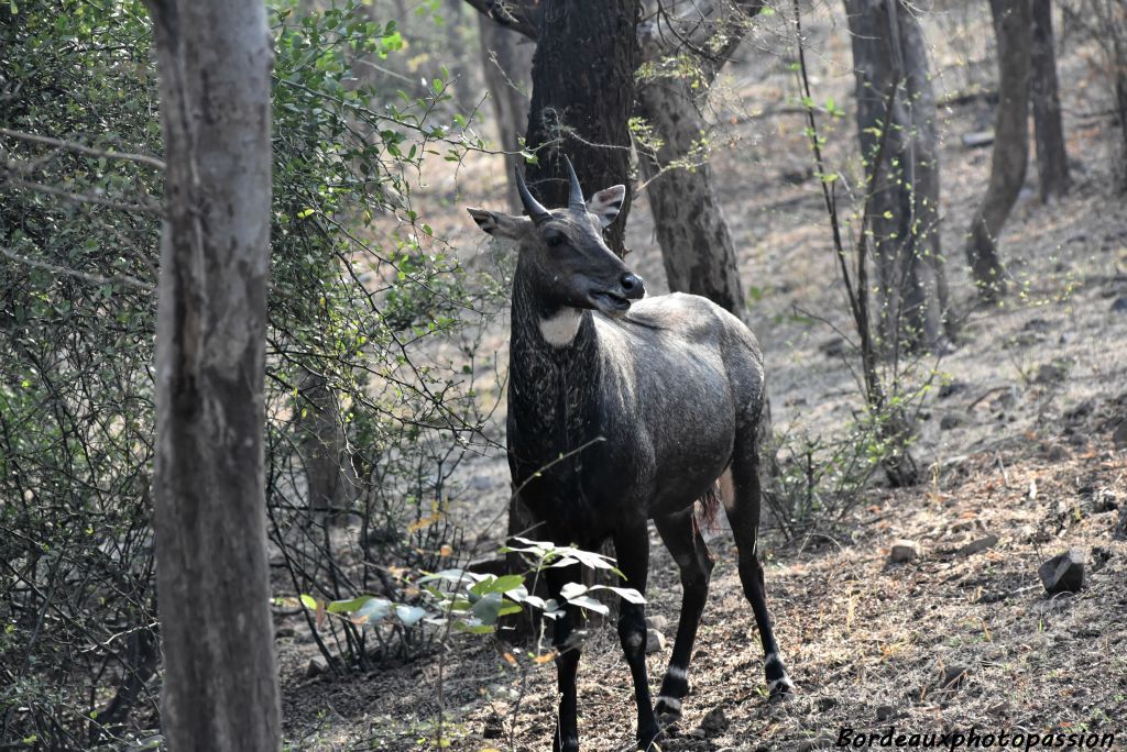 Rencontre avec une antilope Nilgaut, un magnifique mâle solitaire.