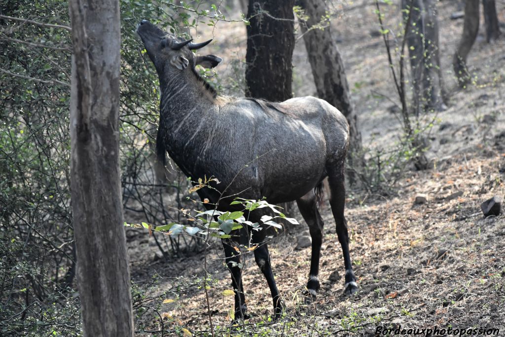 Le nilgaut est la plus grande antilope indienne.  Il a les sens aiguisés lui permettant de fuir les prédateurs et notamment le tigre.