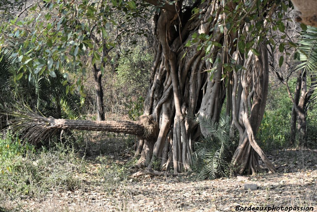 Curiosité végétale. Un palmier poussant  perpendiculairement aux racines d'un banyan.