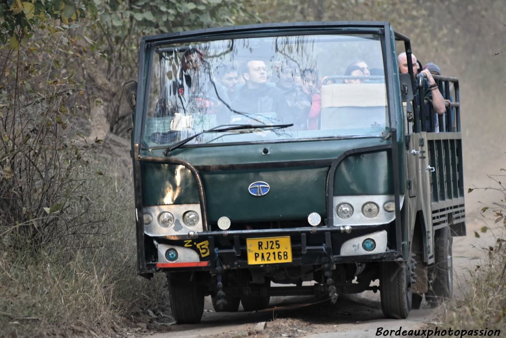 Le parc a une forte attractivé touristique. Il faut 2 à 3 safaris pour avoir une chance d'apercevoir un des 60 tigres du parc de Ranthambore.