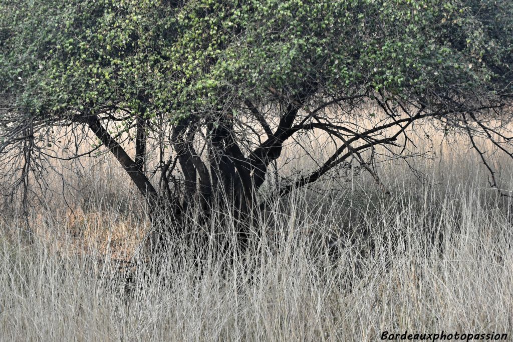 De nos jours, la réserve de tigres de Ranthambore couvre une superficie de 1 334 km² dont 400 km² sont ouverts aux safaris. Un des 60 tigres du parc est là... sous cet arbre !