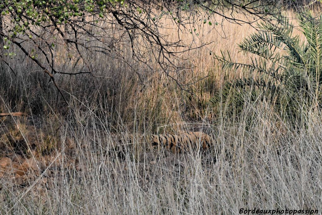 Mais il dort ! Il a dû avaler une des nombreuses jeunes gazelles du parc. Il digère.