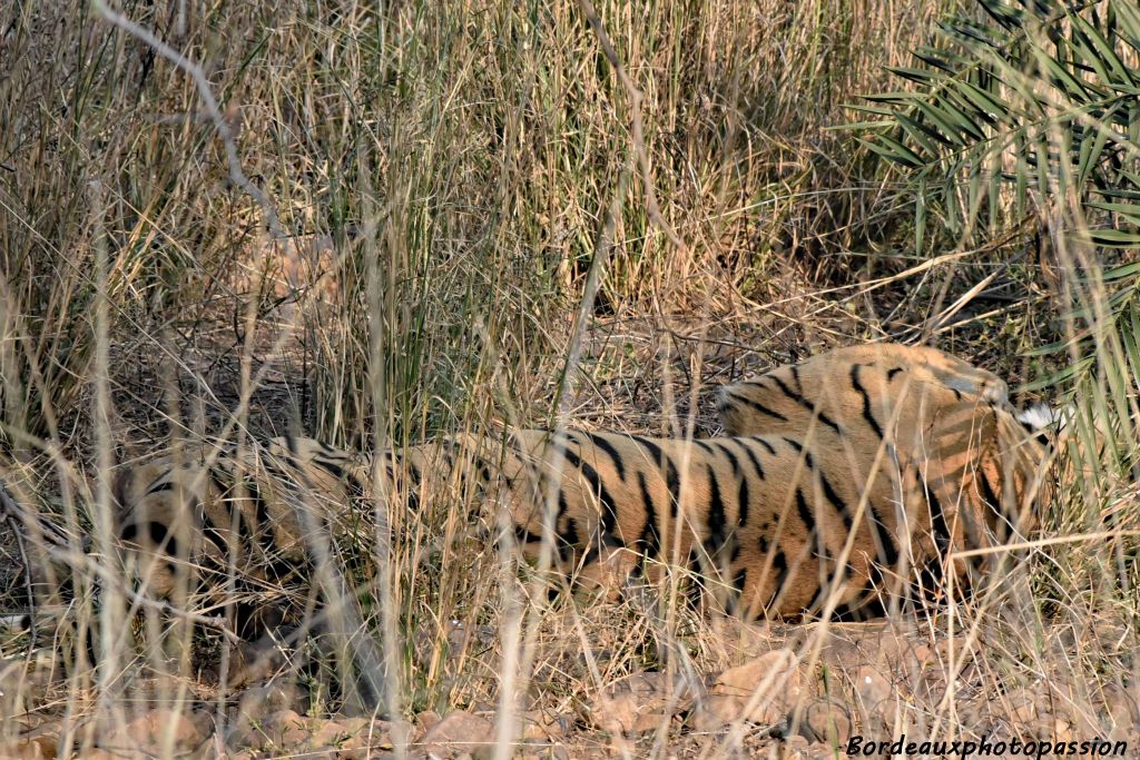 Demi-frustation seulement. Le guide nous avait annoncé que la veille 60% des touristes n'avaient pas vu le tigre du Bengale dans ce parc !
