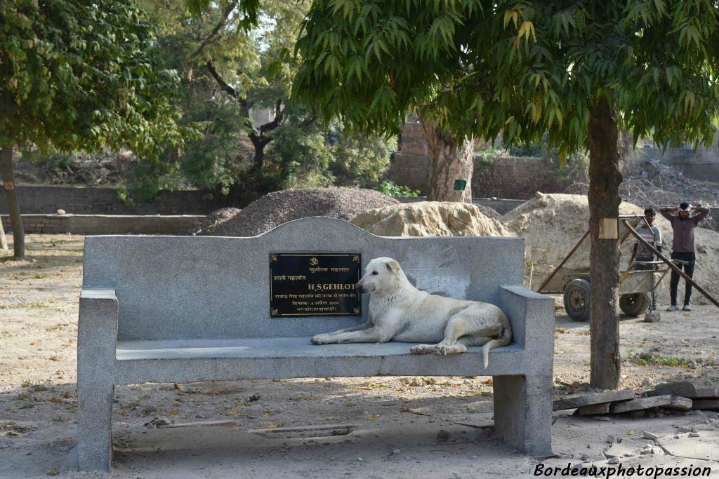 On touvera le chien qui a une aura plutôt positive auprès des hindous. Dans un pays aussi peuplé que l'Inde nous n'avons pas vu un chat ! Car le chat y est mal vu !