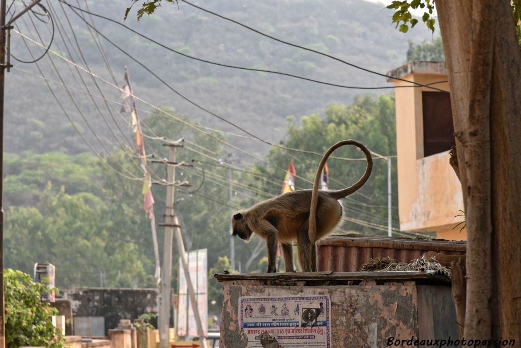 Hanumân est un dieu très populaire et très reconnaissable car il s'agit du dieu singe de l'hindouisme. Donc les singes sont sacrés et nourris par l'homme.