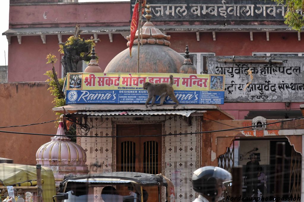 Leur abondance  autour du Taj Mahal a obligé la police à les chasser au lance-pierre !