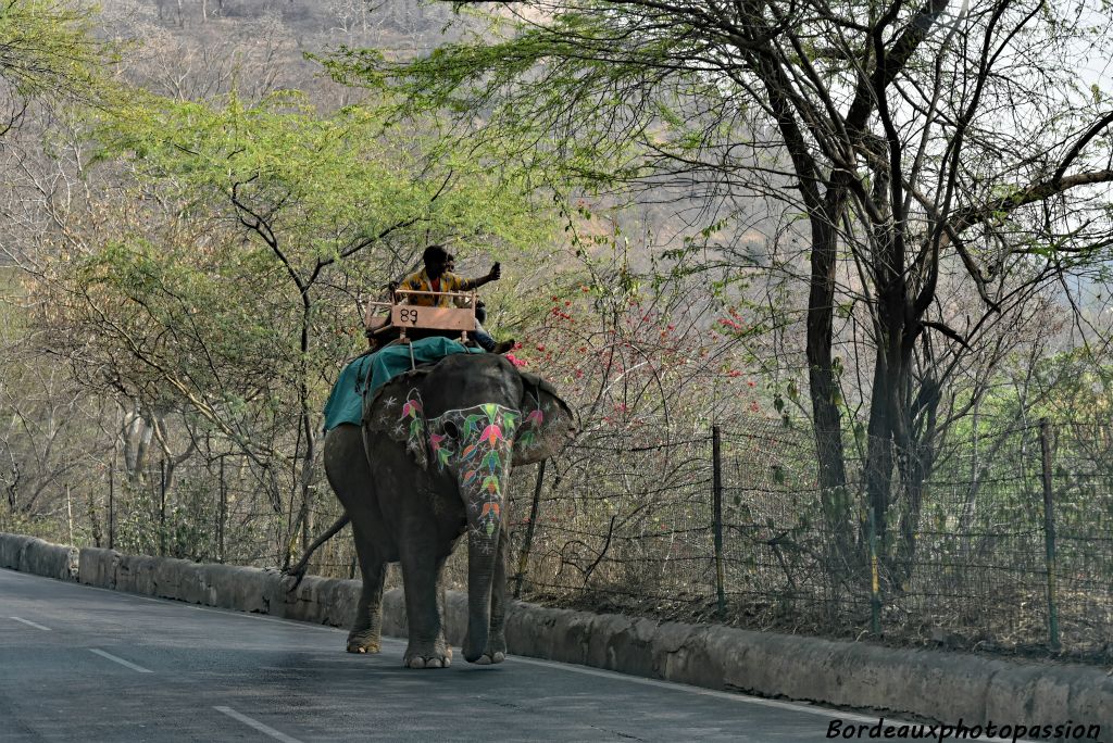 L'éléphant est l'un des animaux les plus populaires en Asie. Deux théories expliquent sa renommée. La plus connue est celle selon laquelle l'éléphant vient du dieu Ganesh, le dieu à corps humain et tête d'éléphant.