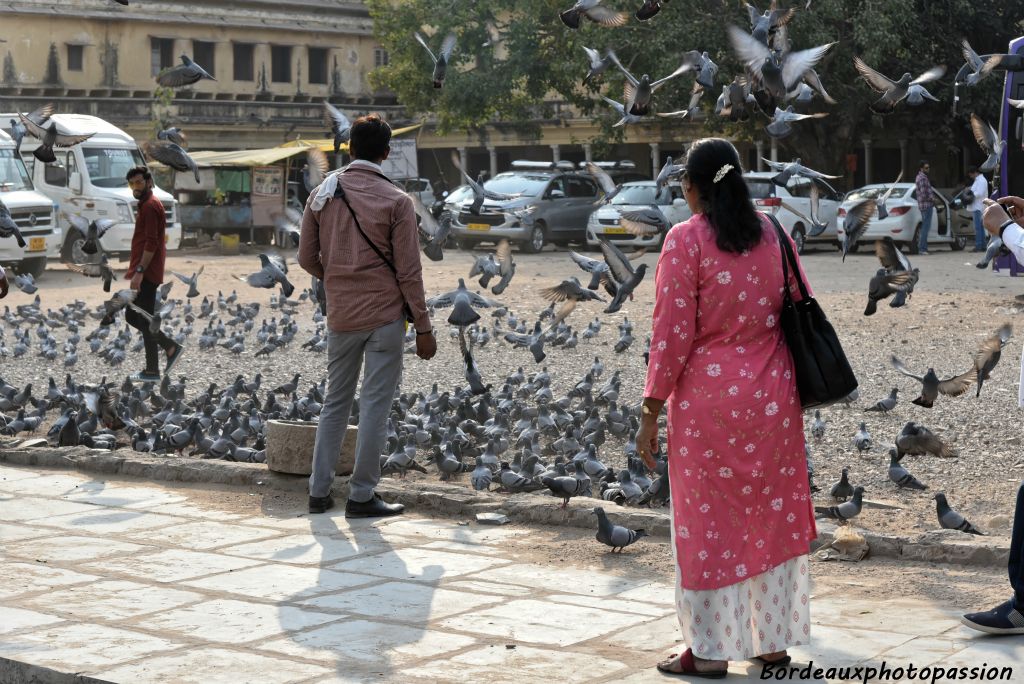 Il n'est pas rare de voir des nuées de pigeons dans les villes.