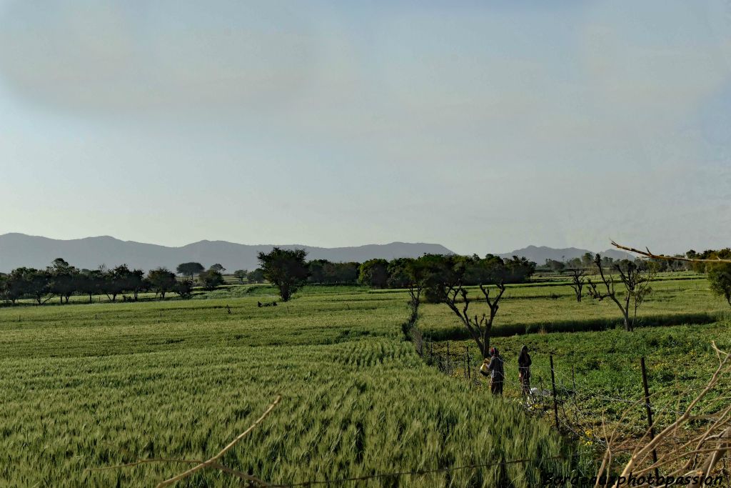 La campagne rajasthanaise alterne de riches cultures avec des paysages semi-désertiques. Ici champs de blé...