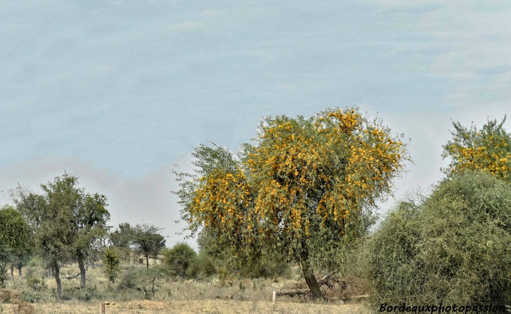 Nous sommes à la fin de l'hiver et mis à part des bougainvillées, nous n'avons pas vu beaucoup de fleurs si ce n'est sur ce type d'arbre.