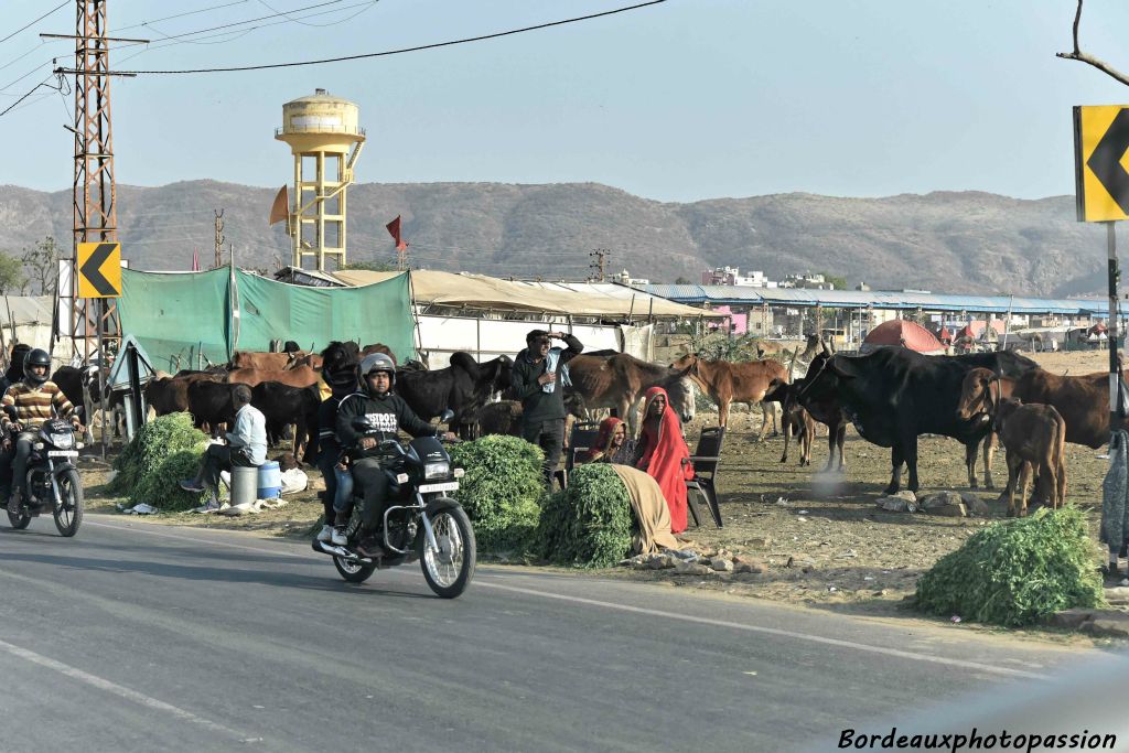 Pushkar est connue dans le monde entier pour sa foire aux chameaux du mois d'octobre précisément à cet endroit.